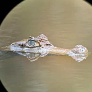 Manu National Park tour 4 days - Cultural zone