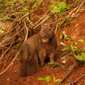 Manu National Park tour 3 days - Cultural zone