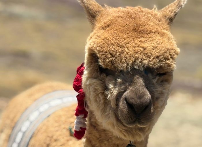 960c62ea-f362-4412-9488-2464d627189f