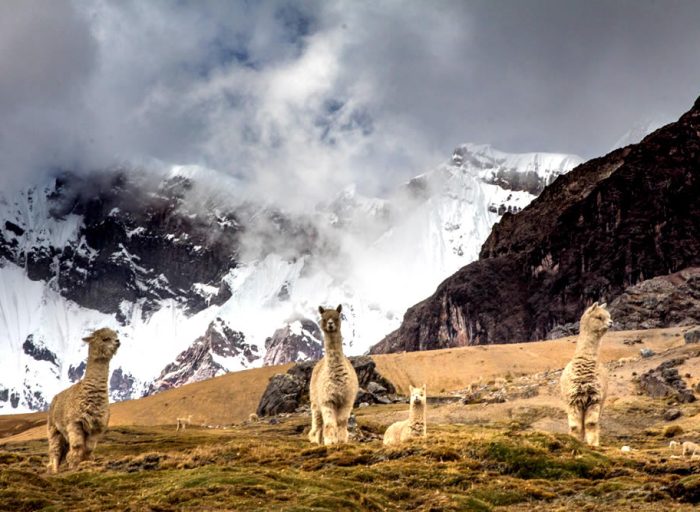 Alpacas-ausangate-peru