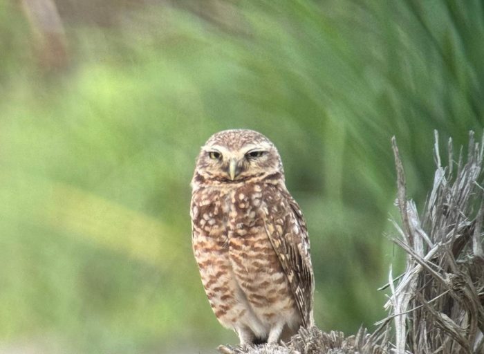 WhatsApp Image 2026-03-21 at 17.12.25 (10)