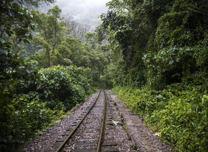 inca-jungle20240923-175615